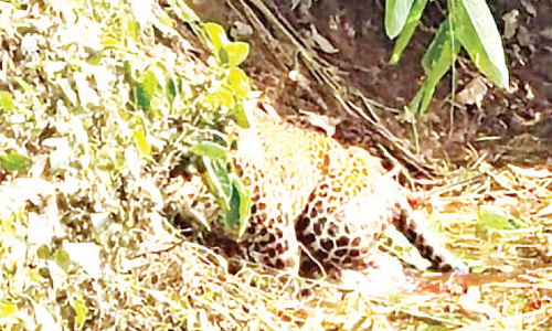 കേബ്ൾ കെണിയിൽ കുടുങ്ങിയ പുലിയെ രക്ഷപ്പെടുത്തി