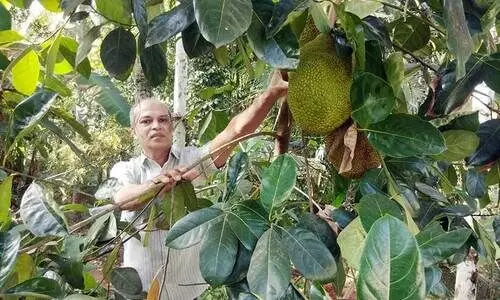 ഇവിടെയുണ്ട് ഇഷ്ടംപോലെ പഴങ്ങൾ