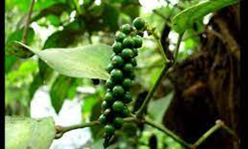 ഉൽപാദനം കൂപ്പുകുത്തി കുരുമുളക്