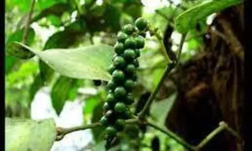 ഉൽപാദനം കൂപ്പുകുത്തി കുരുമുളക്