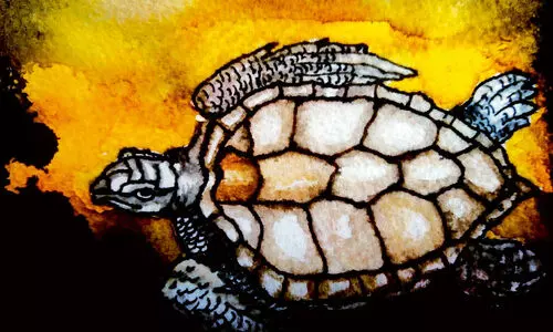 ഒലിവ് റിഡ്​ലിയുടെ വരവ് നിലയ്ക്കുമ്പോൾ