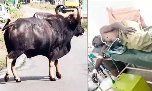 maryoor wild buffalo