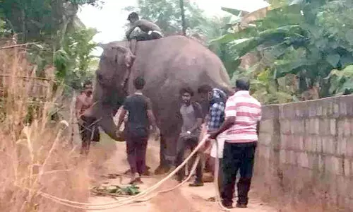 ചിറ്റാറ്റിൻകരയിൽ ആന വിരണ്ടത് പരിഭ്രാന്തി പരത്തി