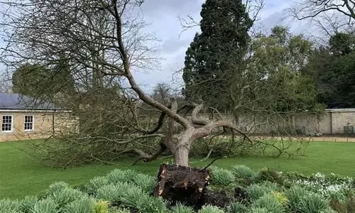 യൂനിസ് കൊടുങ്കാറ്റിൽ ന്യൂട്ടന്റെ ആപ്പിൾ മരവും വീണു
