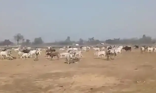 യോഗിയുടെ റാലിക്കിടയിലേക്ക് അലഞ്ഞുതിരിയുന്ന കന്നുകാലികളെ ആട്ടിത്തെളിച്ച് യു.പിയിലെ കർഷകർ