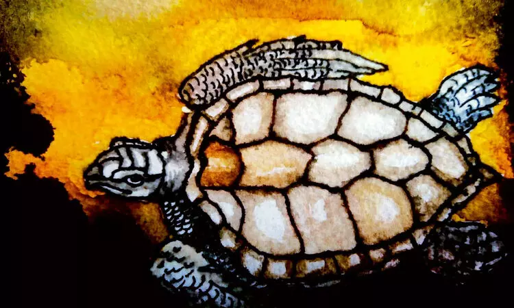 ഒലിവ് റിഡ്​ലിയുടെ വരവ് നിലയ്ക്കുമ്പോൾ