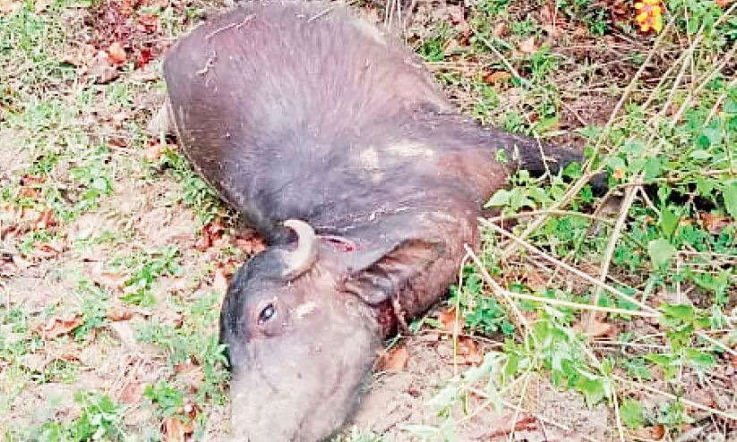 പോ​ത്തി​നെ ക​ടു​വ കൊ​ന്നു