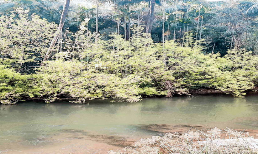 Riverside in Attappadi Riverside in Attappadi