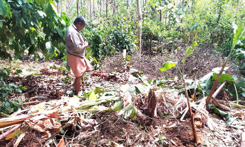 ഇ​ഞ്ച​ക്കു​ണ്ടി​ല്‍ വീ​ണ്ടും കാ​ട്ടാ​ന​ക​ള്‍; വാ​ഴ​യും ച​ക്ക​യും ന​ശി​പ്പി​ച്ചു