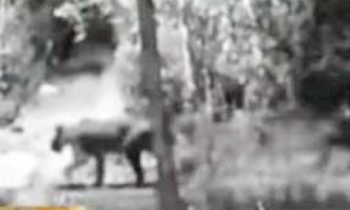 മന്ദംകൊല്ലിയിൽ കടുവ തങ്ങുന്നതായി സംശയം; നാട്ടുകാർ ഭീതിയിൽ