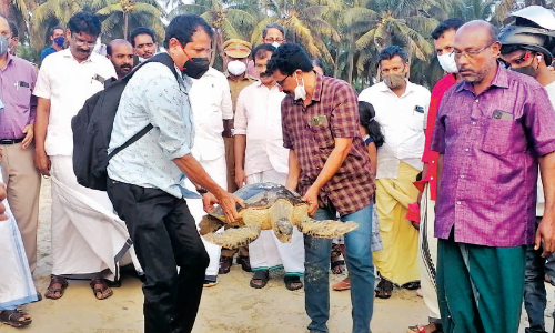 നെയ്തലിൽനിന്ന് സുഖം പ്രാപിച്ച ആമ കടലമ്മയുടെ മടിത്തട്ടിലേക്ക്...