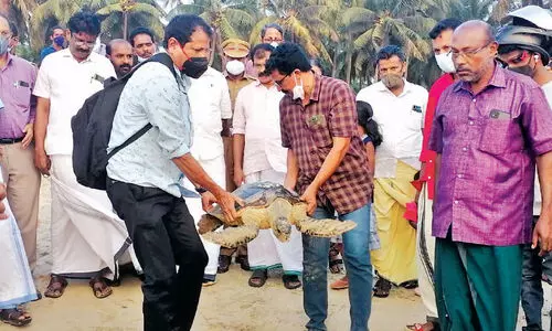 നെയ്തലിൽനിന്ന് സുഖം പ്രാപിച്ച ആമ കടലമ്മയുടെ മടിത്തട്ടിലേക്ക്...