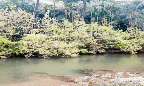 Riverside in Attappadi