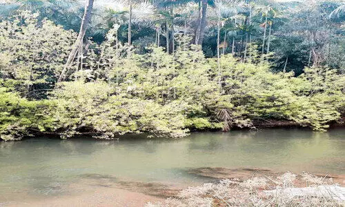 Riverside in Attappadi