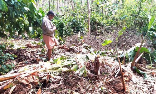 ഇ​ഞ്ച​ക്കു​ണ്ടി​ല്‍ വീ​ണ്ടും കാ​ട്ടാ​ന​ക​ള്‍; വാ​ഴ​യും ച​ക്ക​യും ന​ശി​പ്പി​ച്ചു