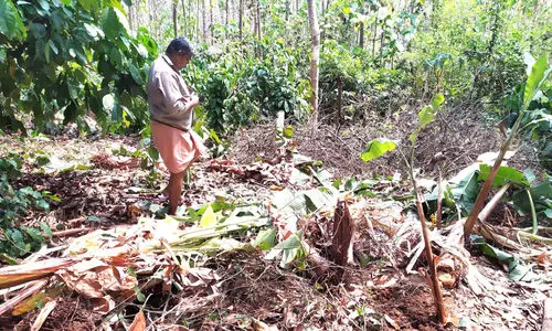 ഇഞ്ചക്കുണ്ടില് വീണ്ടും കാട്ടാനകള്; വാഴയും ചക്കയും നശിപ്പിച്ചു ഇഞ്ചക്കുണ്ടില് വീണ്ടും കാട്ടാനകള്; വാഴയും ചക്കയും നശിപ്പിച്ചു