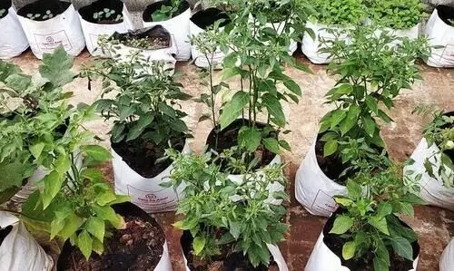 അരികിലുണ്ട് അടുക്കളത്തോട്ടം