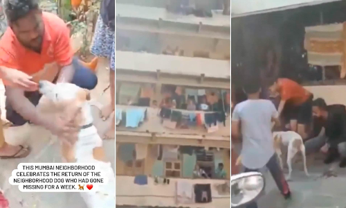 Mumbai celebrating the return of stray dog