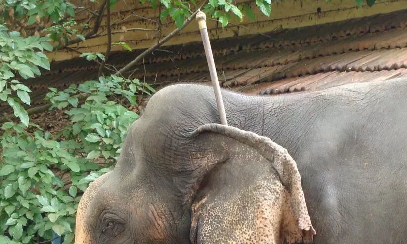 അങ്കുഷിനെ വീണ്ടും വിലക്കി ഉത്തരവ്; ആനകളെ വരുതിയിലാക്കാൻ ഇരുമ്പുതോട്ടി ഇപ്പോഴും ഉപയോഗിക്കുന്നു അങ്കുഷിനെ വീണ്ടും വിലക്കി ഉത്തരവ്; ആനകളെ വരുതിയിലാക്കാൻ ഇരുമ്പുതോട്ടി ഇപ്പോഴും ഉപയോഗിക്കുന്നു
