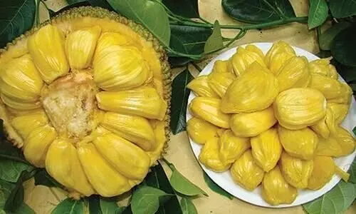 തലശ്ശേരിയിൽ ചക്ക മഹോത്സവം