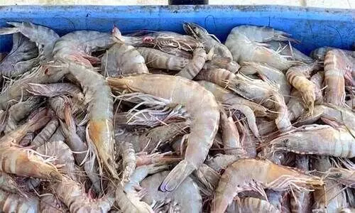 നി​രോ​ധി​ത കാ​ല​യ​ള​വി​ൽ പി​ടി​ച്ച 500 കി​ലോ ചെ​മ്മീ​ൻ ക​ണ്ടെ​ടു​ത്തു