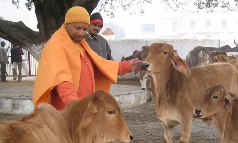 യോ​ഗി​യെ ശി​ക്ഷി​ക്കു​ന്നു, പ​ശു