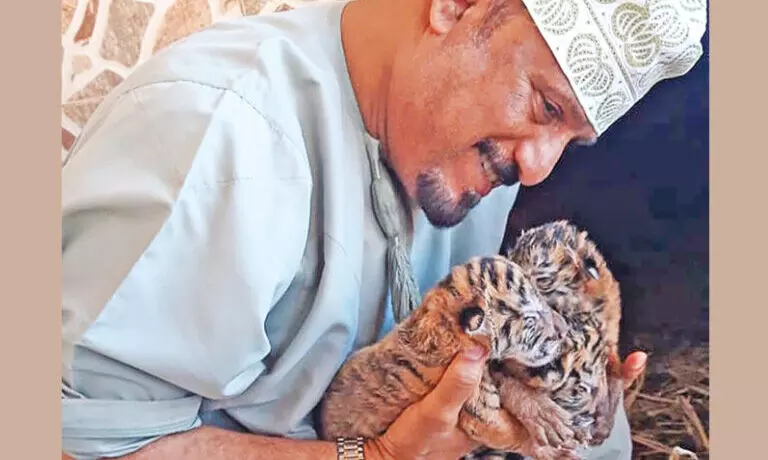 അൽ നഹ്മാൻ മൃഗശാലയിൽ നാല് കടുവക്കുട്ടികൾ പിറന്നു അൽ നഹ്മാൻ മൃഗശാലയിൽ നാല് കടുവക്കുട്ടികൾ പിറന്നു