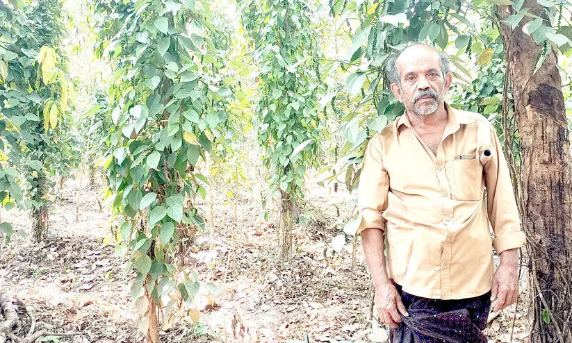 ജൈ​വ മി​ശ്രി​തം ഉ​പ​യോ​ഗി​ച്ച് കു​രു​മു​ള​ക് ചെ​ടി​യി​ലെ മ​ഞ്ഞ​ളി​പ്പ് രോ​ഗ​മ​ട​ക്കം മാ​റ്റി​യ​താ​യി ക​ർ​ഷ​ക​ൻ