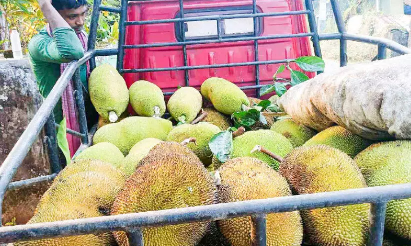 സീസൺ ആരംഭിച്ചു; ചക്കയോളം പ്രതീക്ഷ