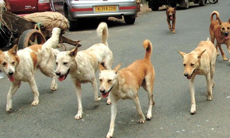 street dog street dog