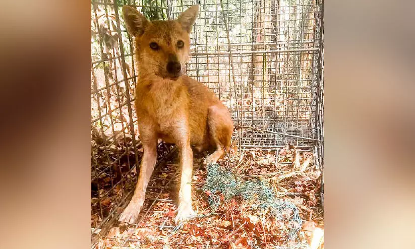 കൂട്ടിൽ കുറുനരി കുടുങ്ങി കൂട്ടിൽ കുറുനരി കുടുങ്ങി