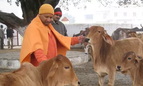 യോഗിയെ ശിക്ഷിക്കുന്നു, പശു യോഗിയെ ശിക്ഷിക്കുന്നു, പശു