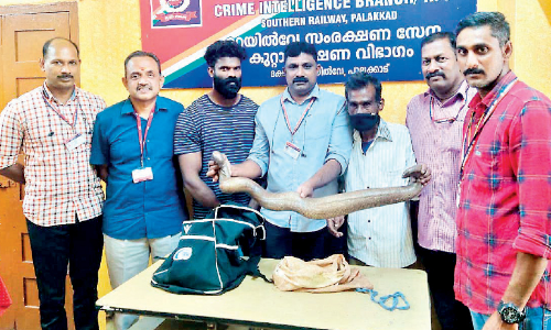 ഇരുതലമൂരിയുമായി യുവാവ് പിടിയിൽ ഇരുതലമൂരിയുമായി യുവാവ് പിടിയിൽ