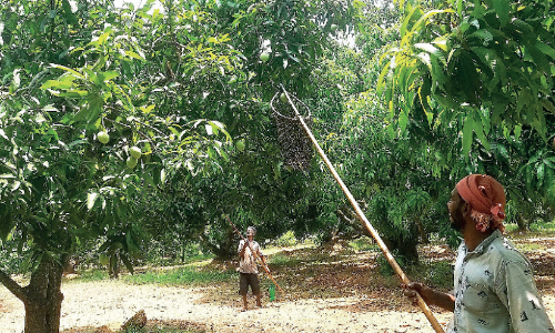 മു​ത​ല​മ​ട​യി​ൽ മാ​ങ്ങ വി​ള​വെ​ടു​പ്പ് തു​ട​ങ്ങി