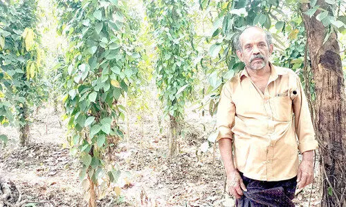 ജൈ​വ മി​ശ്രി​തം ഉ​പ​യോ​ഗി​ച്ച് കു​രു​മു​ള​ക് ചെ​ടി​യി​ലെ മ​ഞ്ഞ​ളി​പ്പ് രോ​ഗ​മ​ട​ക്കം മാ​റ്റി​യ​താ​യി ക​ർ​ഷ​ക​ൻ