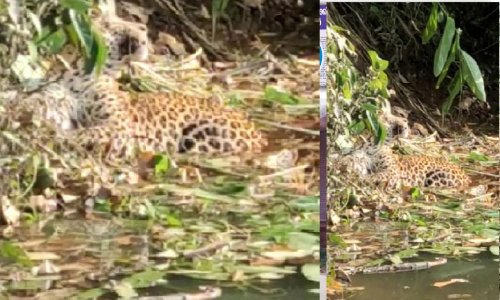 പുലി കെണിയിൽ കുടുങ്ങിയ സംഭവം: എസ്‌റ്റേറ്റ് ഉടമകൾക്കെതിരെ കേസ്