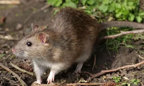 എലിപ്പനി: ജാഗ്രത പാലിക്കണമെന്ന് ആരോഗ്യവകുപ്പ്