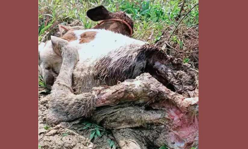 താമരശ്ശേരിയിൽ അജ്ഞാത ജീവി കാളയെ കടിച്ചു കൊന്നു