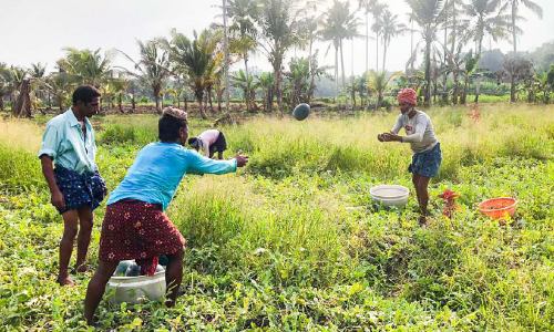 പായിപ്പാട് അയിത്തമുണ്ടകം പാടത്ത്​​ തണ്ണിമത്തൻ ദിനങ്ങൾ