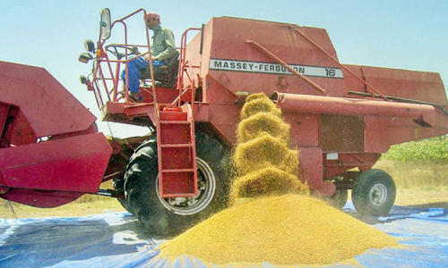 ദാഹിറയിൽ വിളവെടുത്തത്​ 600 ടൺ ഗോതമ്പ്