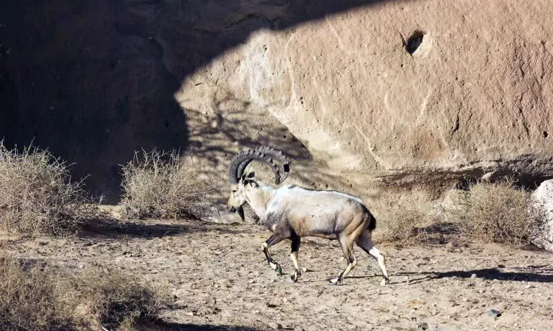 അൽഉല റോയൽ കമീഷന് ഐ.യു.സി.എൻ അംഗത്വം അൽഉല റോയൽ കമീഷന് ഐ.യു.സി.എൻ അംഗത്വം
