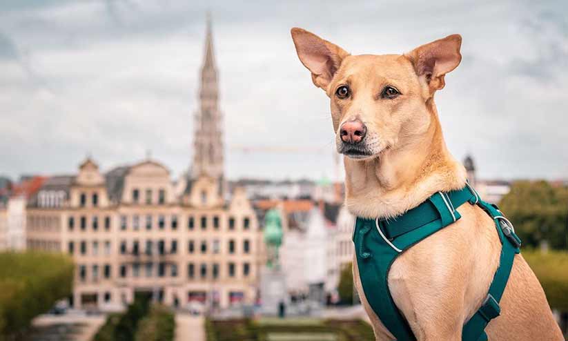 Travelling Chapati Travelling Chapati