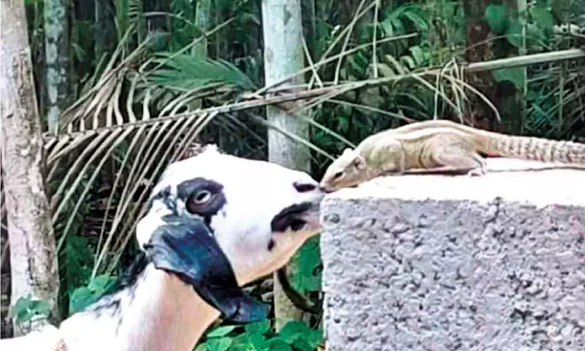 സൗഹൃദ വിസ്മയം: അണ്ണാൻകുഞ്ഞ് വരും, ആടിന് മുത്തം നൽകാൻ