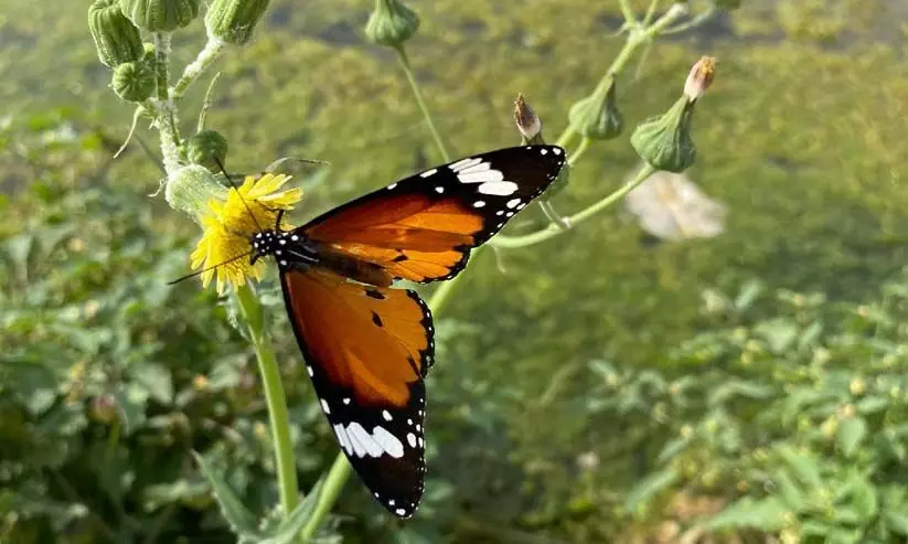 അൽ ഖത്ര മരുഭൂമിയിലെ ജൈവ സത്രം അൽ ഖത്ര മരുഭൂമിയിലെ ജൈവ സത്രം