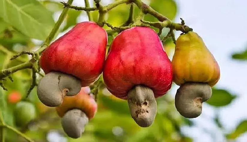 Cashew farmers