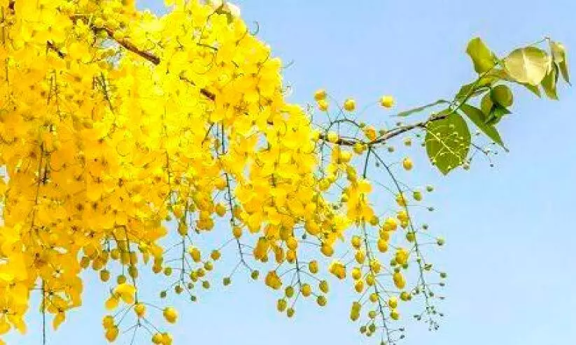 വിഷുവിന് മുമ്പേ പൂത്തുലഞ്ഞ് കണിക്കൊന്ന വിഷുവിന് മുമ്പേ പൂത്തുലഞ്ഞ് കണിക്കൊന്ന