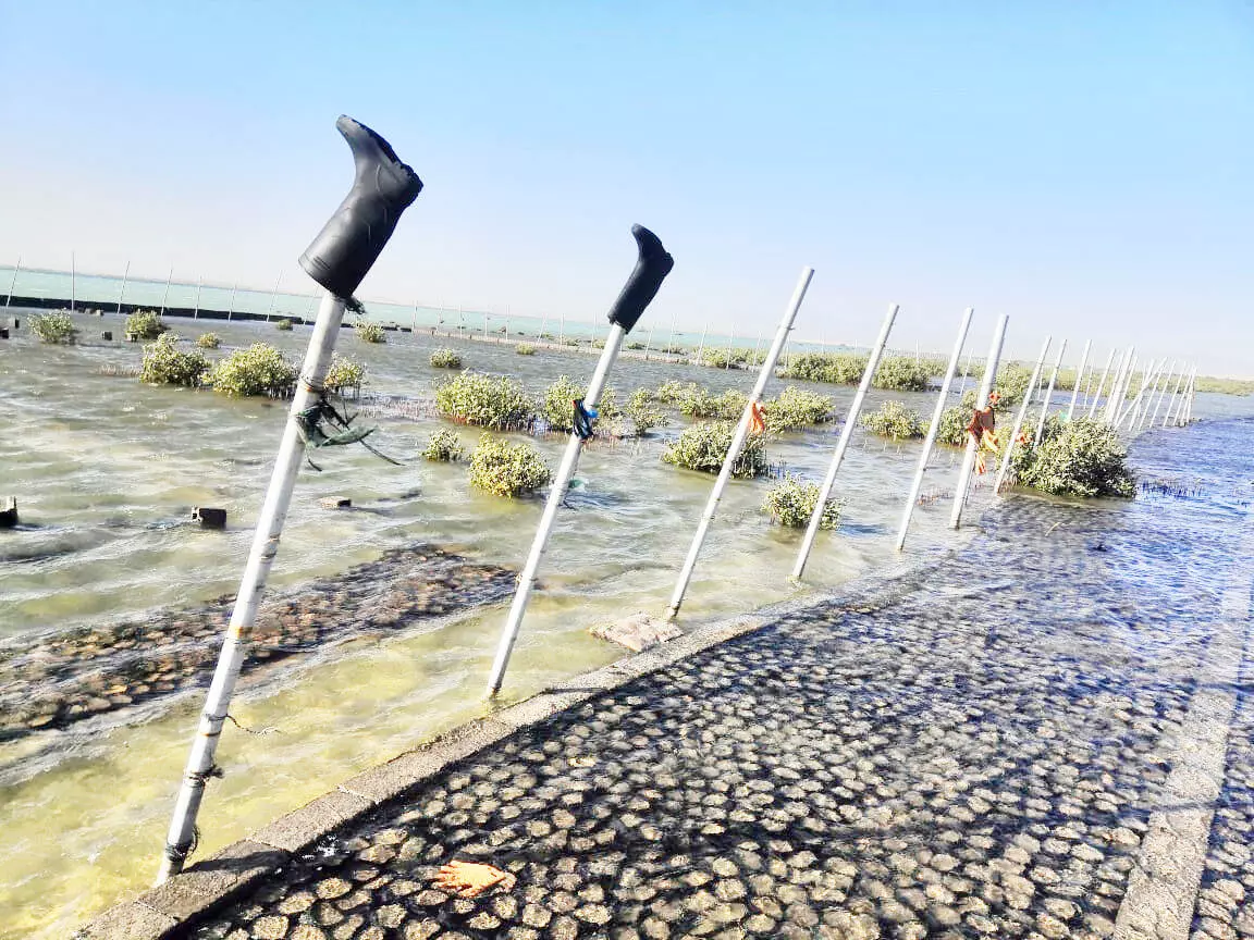 ചെ​ങ്ക​ട​ൽ തീ​ര​ങ്ങ​ളി​ൽ ക​ണ്ട​ൽ​ക്കാ​ടു​ക​ൾ വ്യാ​പ​ക​മാ​ക്കാ​ൻ പ​ദ്ധ​തി