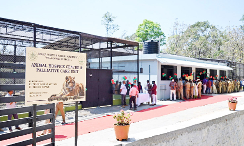 കാടിറങ്ങിയാൽ, കടുവകൾക്കിനി ഇവിടെ പരിചരണം