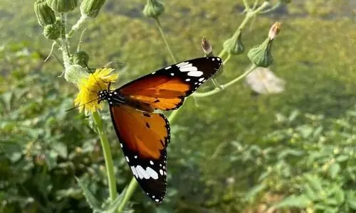 അ​ൽ ഖ​ത്ര  മ​രു​ഭൂ​മി​യിലെ  ജൈ​വ സ​ത്രം