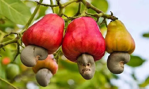 Cashew farmers